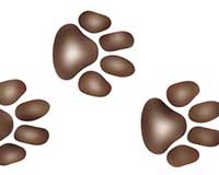 Tiger Paws Wall Stencil | 1516 by Designer Stencils | Animal &#x26; Nature Stencils | Reusable Art Craft Stencils for Painting on Walls, Canvas, Wood | Reusable Plastic Paint Stencil for Home Makeover | Easy to Use &#x26; Clean Art Stencil