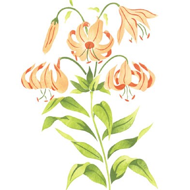 Lily Flower Wall Stencil | 1948 by Designer Stencils | Floral Stencils |