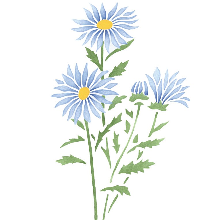 Aster Flower Wall Stencil | 2029 by Designer Stencils | Reusable|