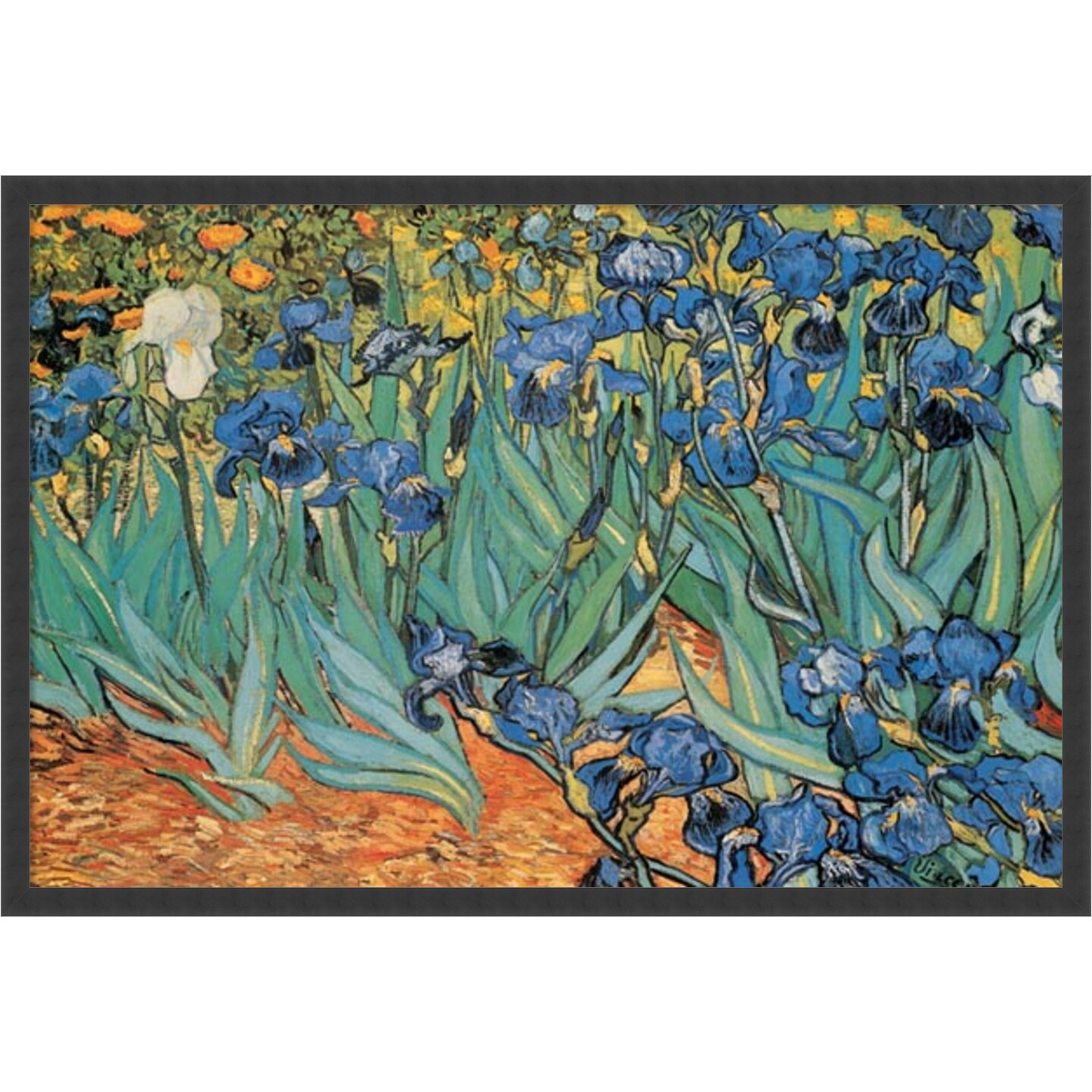 Amanti Art Garden Of Irises by Vincent van Gogh Framed Wall Art Print ...