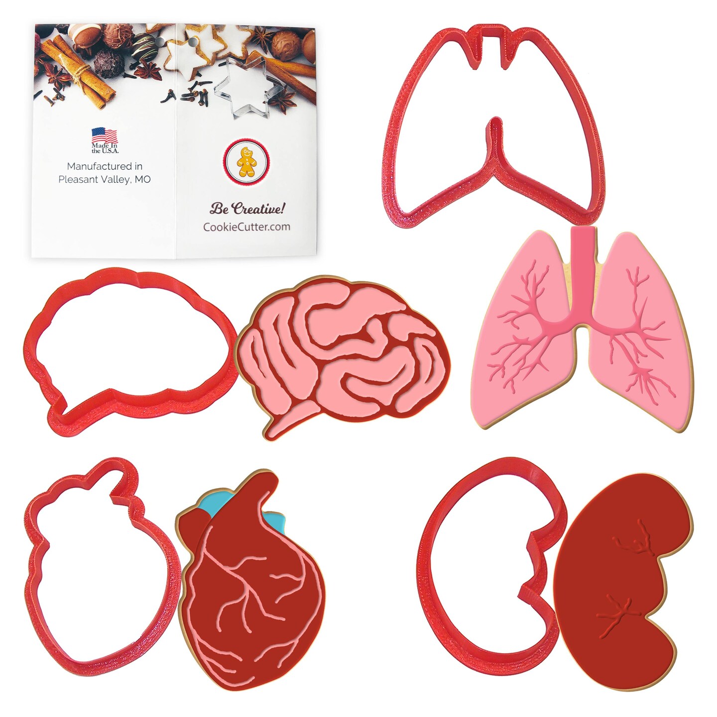 CookieCutter.com Anatomical Body Parts Cookie Cutters 4 Piece Set, Kidney, Heart, Lungs, Brain, Plastic, USA