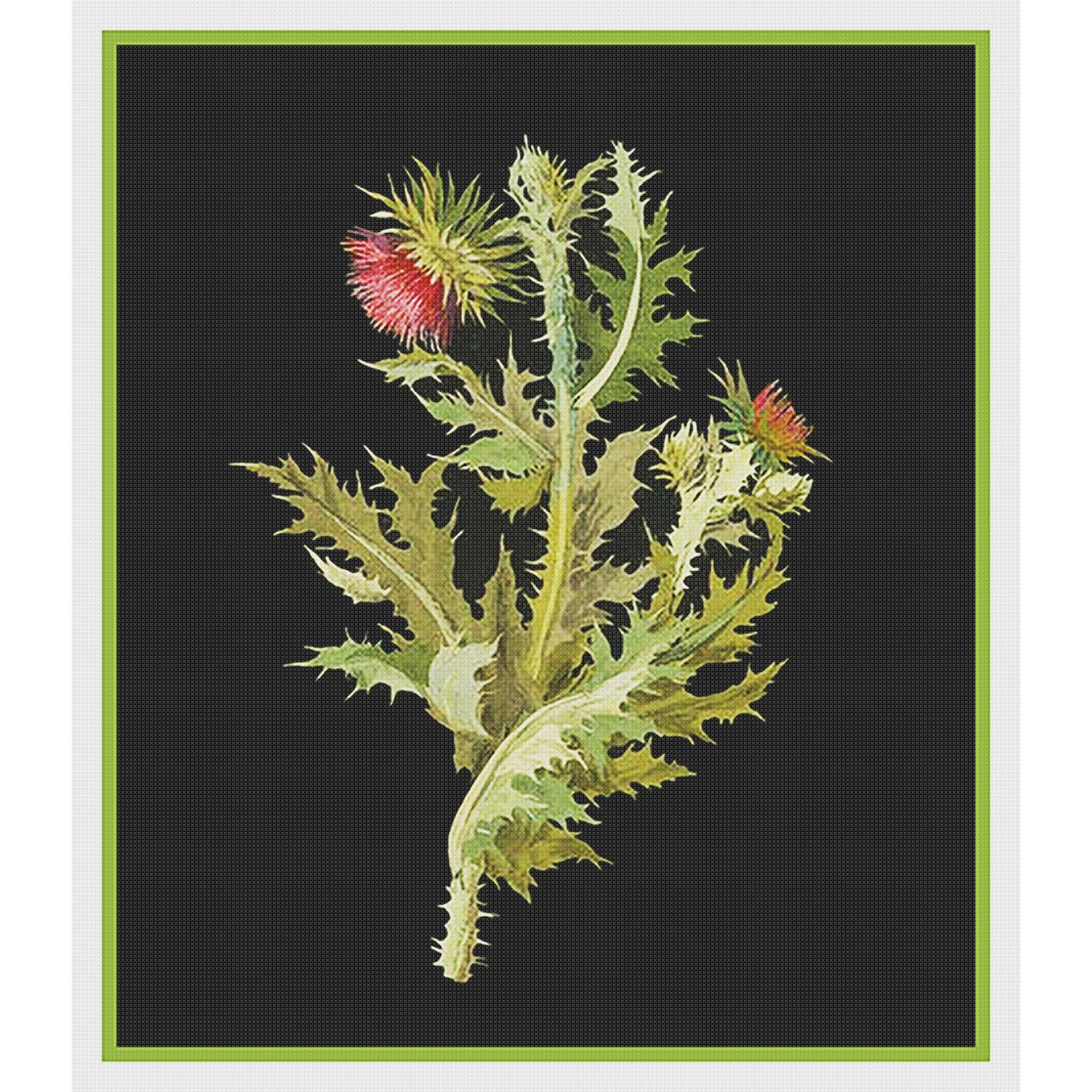 Nodding Thistle Plant by Mary Delany Counted Cross Stitch Pattern
