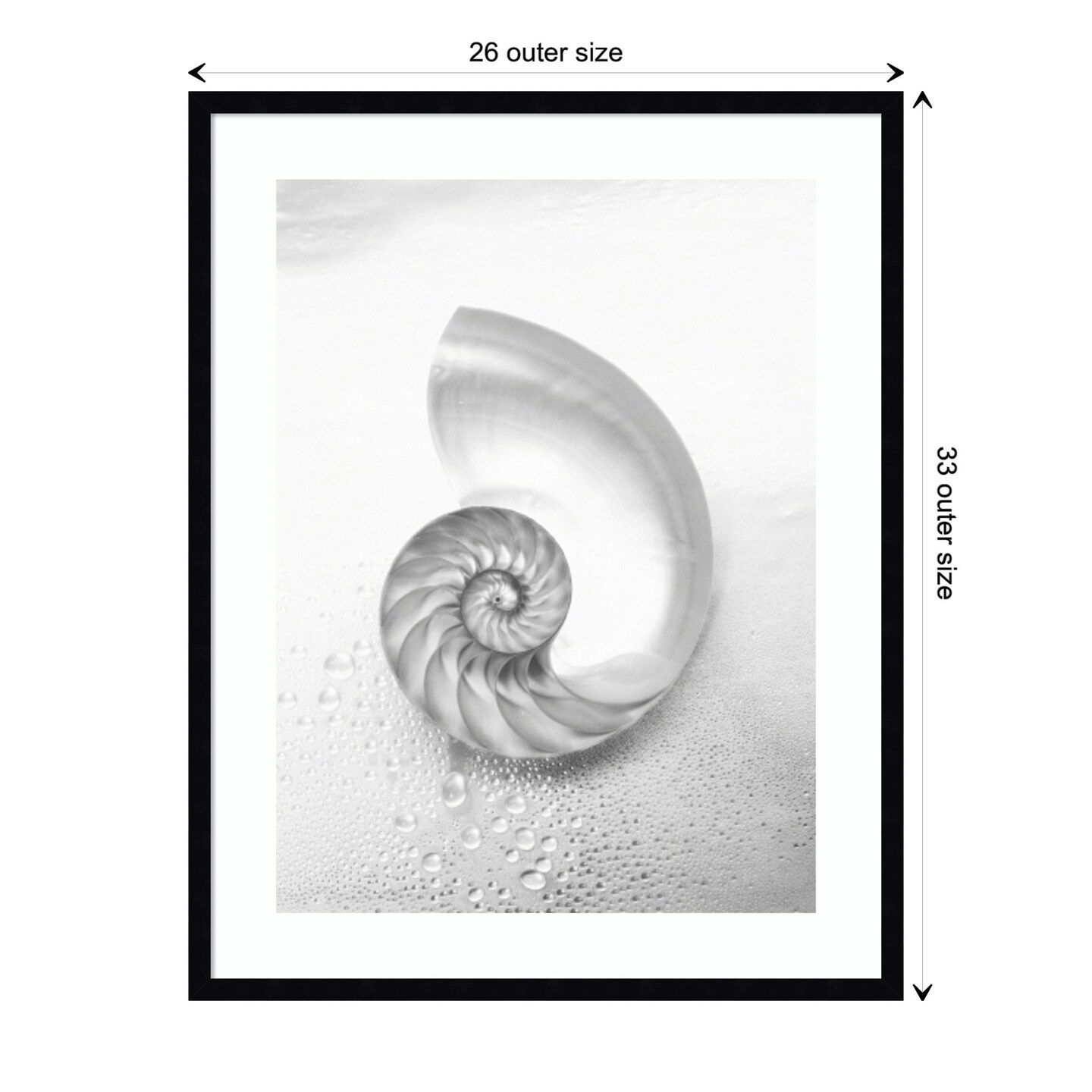 Pearl Nautilus Shell Cut In Half Showing Chambers by Design Pics Danita