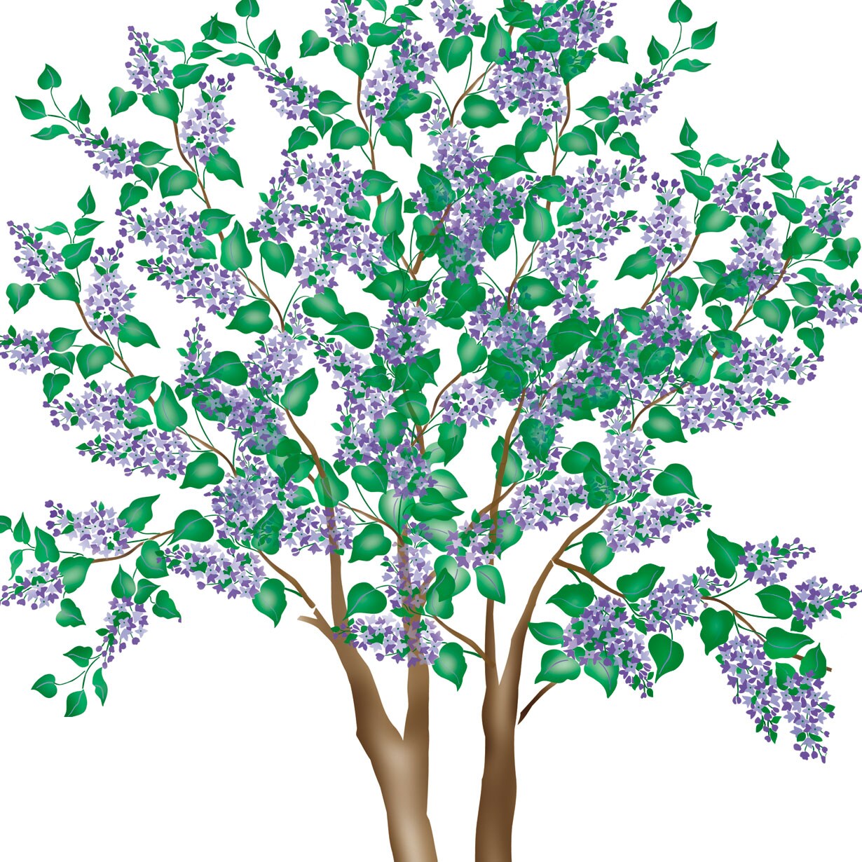Small Lilac Tree-Shrub Wall Stencil | 2475 by Designer Stencils | Animal & Nature Stencils | Reusable Art Craft Stencils for Painting on Walls, Canvas, Wood | Reusable Plastic Paint Stencil for Home Makeover | Easy to Use & Clean Art Stencil