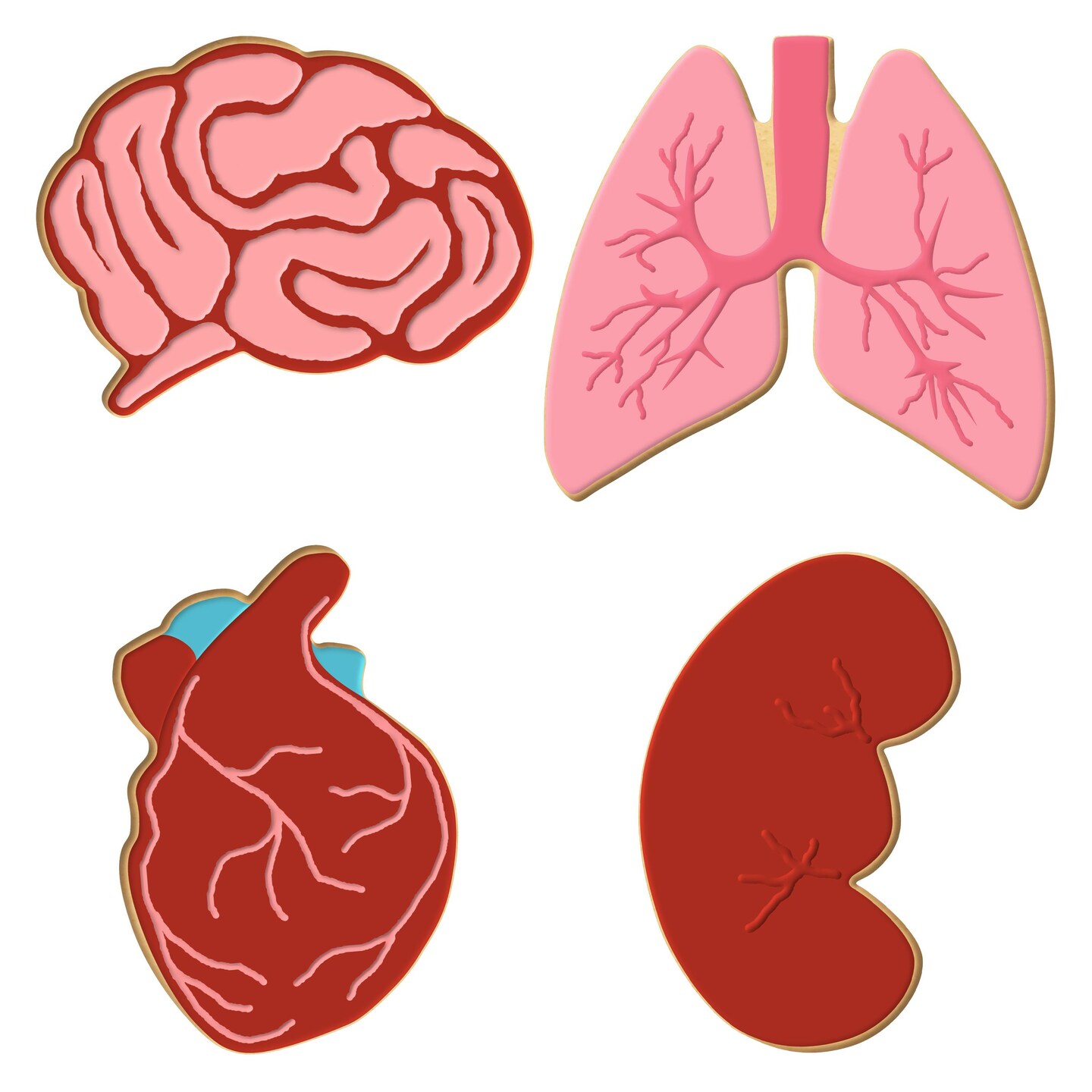 CookieCutter.com Anatomical Body Parts Cookie Cutters 4 Piece Set, Kidney, Heart, Lungs, Brain, Plastic, USA