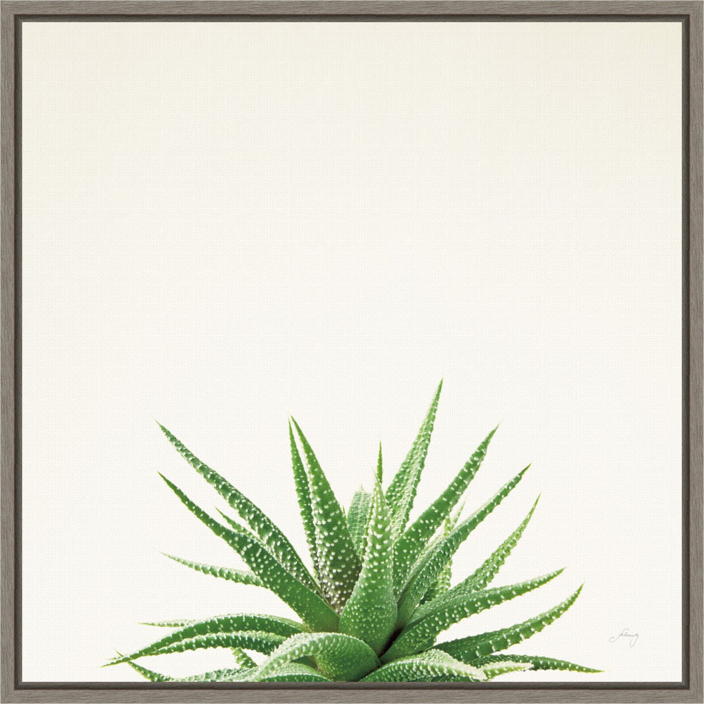 Succulent Simplicity I Neutral by Felicity Bradley 16-in. W x 16-in. H. Canvas Wall Art Print Framed in Grey