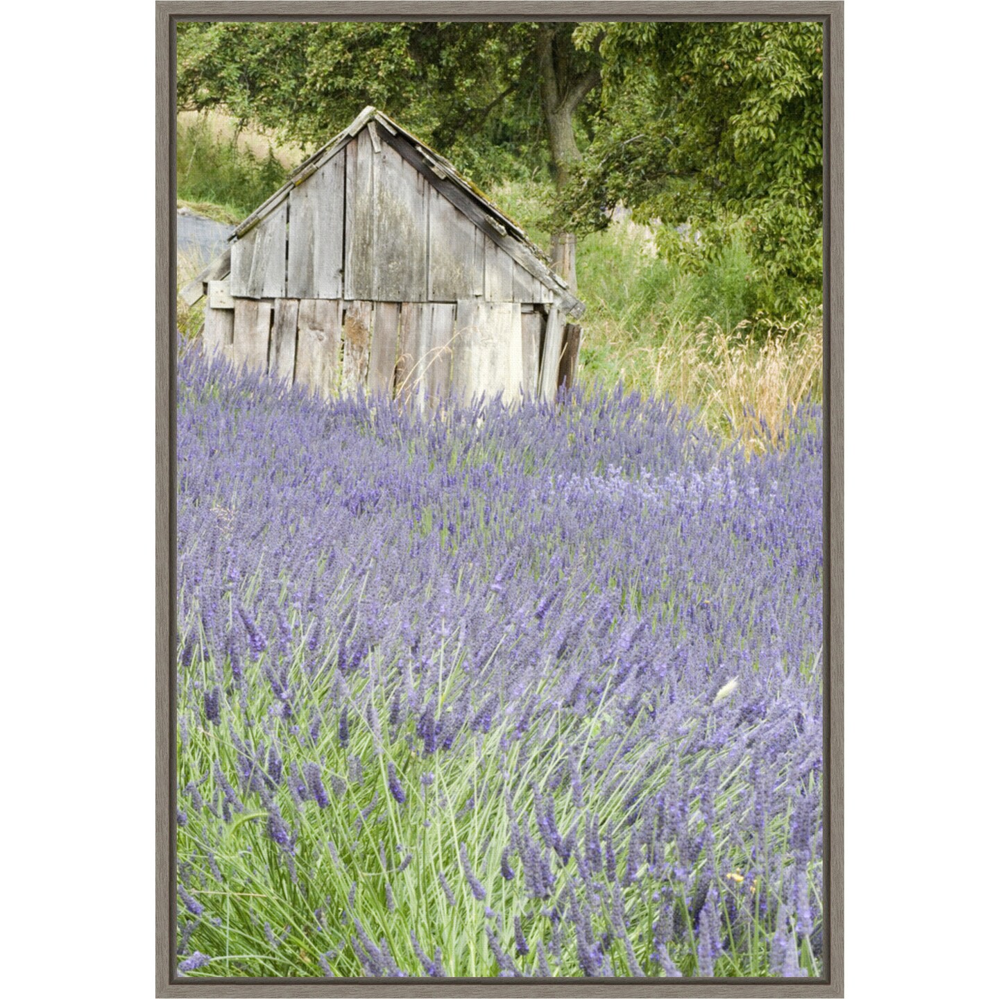 Lavender field and small shed by Janell Davidson Danita Delimont 16-in. W x 23-in. H. Canvas Wall Art Print Framed in Grey