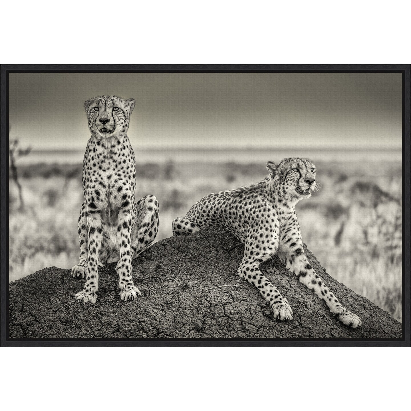 Two Cheetahs watching out by Henrike Scheid 23-in. W x 16-in. H. Canvas ...