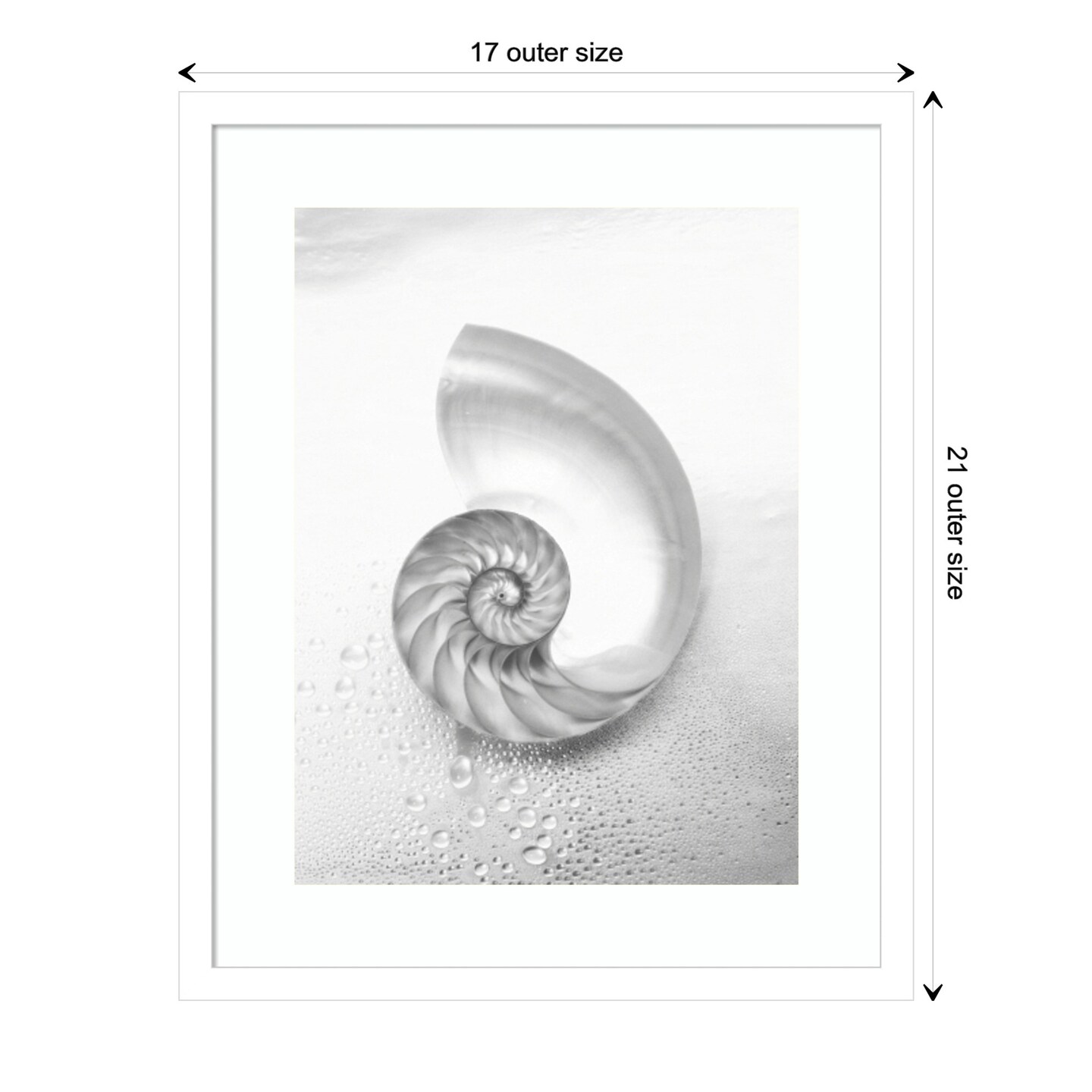 Pearl Nautilus Shell Cut In Half Showing Chambers by Design Pics Danita Delimont Wood Framed Wall Art Print