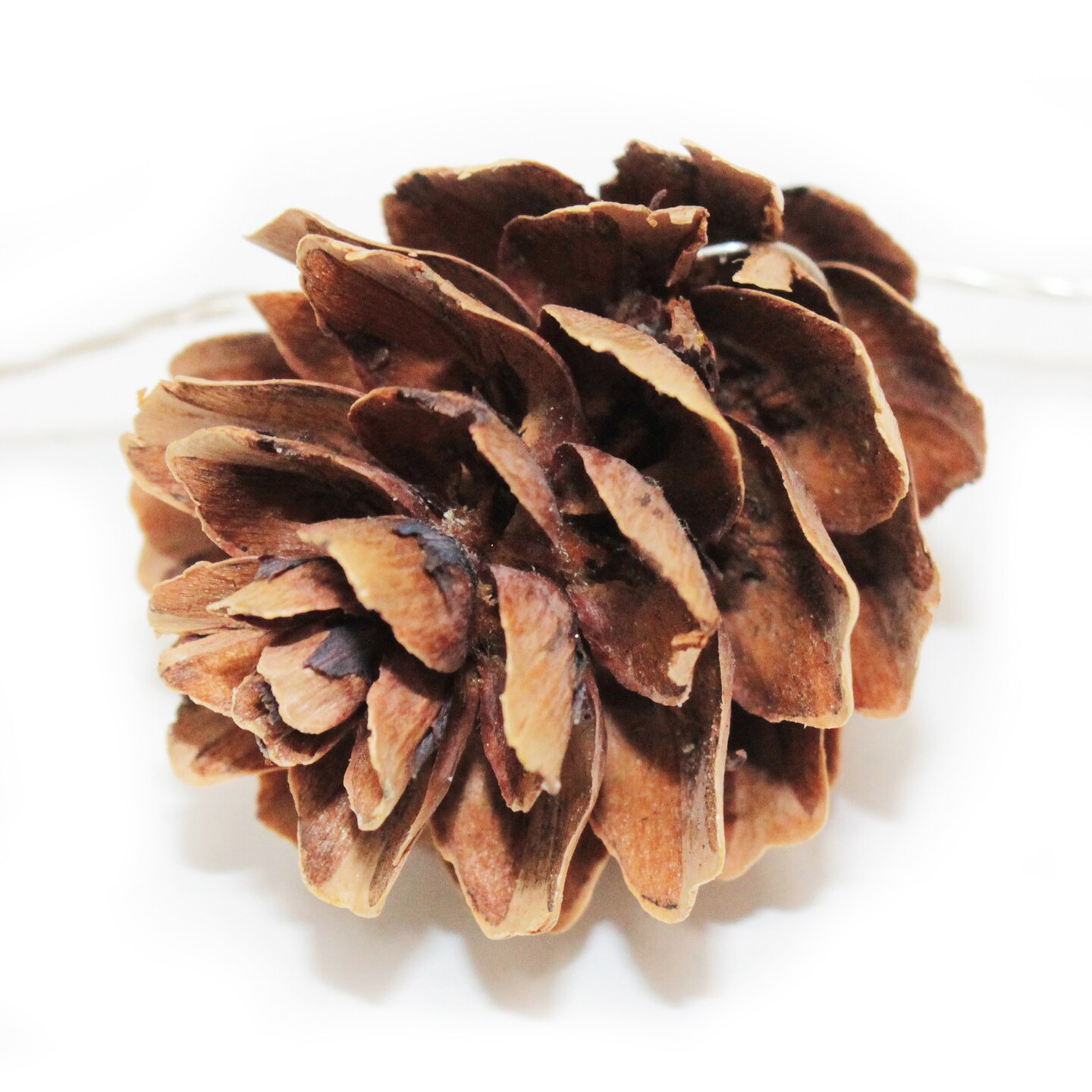 Perfect Holiday 15 LED Pine Cone String Light Battery Operated - Warm White
