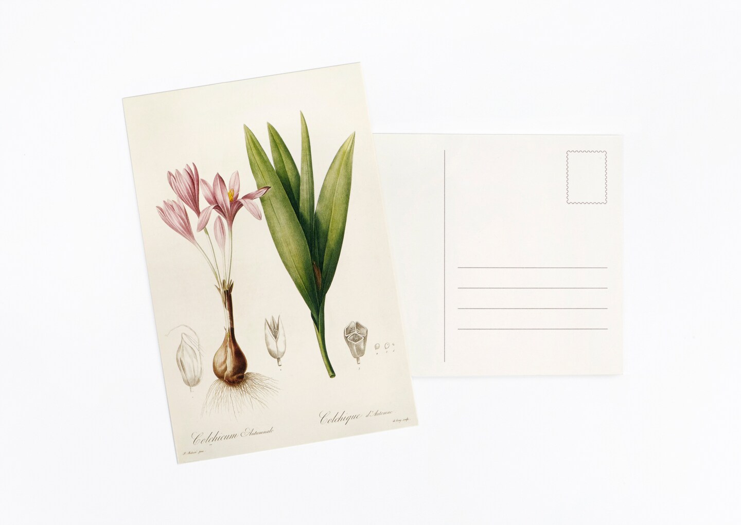 Vintage Collection Postcard Set: Pack of 30 Retro Style Botanical, Nature and Ephemera Postcards by Wintertime Crafts