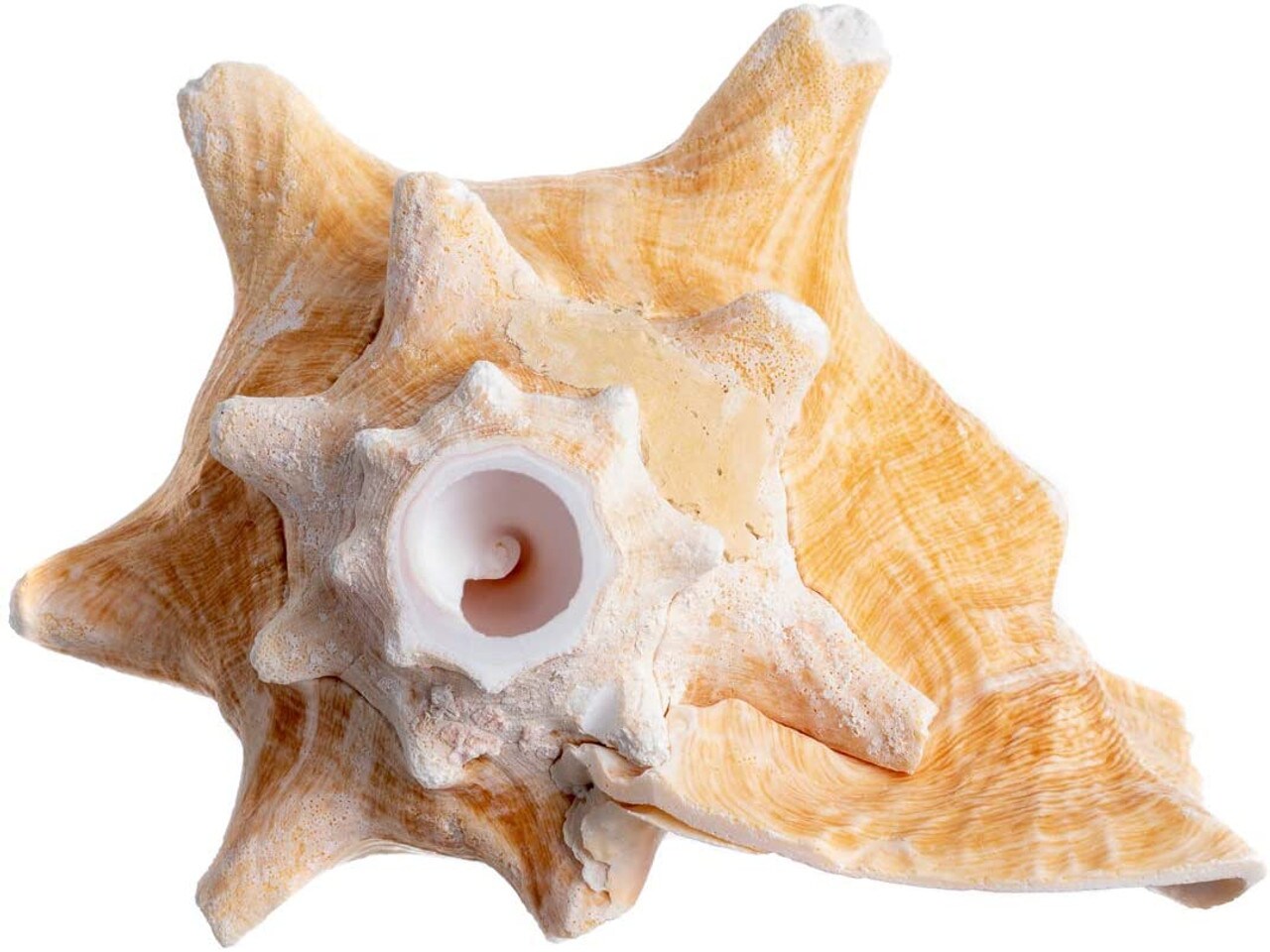 Conch Shell Horn 1 Conch Shell Horn Seashell 6-7" for Home and Decor