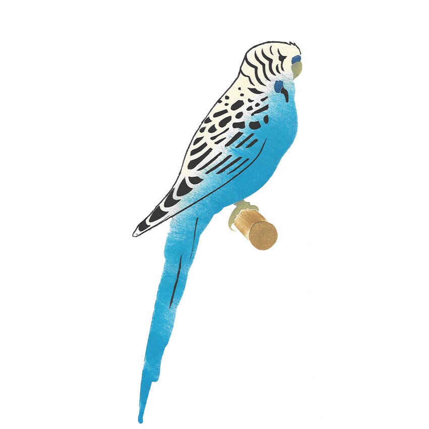 Parakeet Bird Wall Stencil | 1913 by Designer Stencils | Animal &#x26; Nature Stencils | Reusable Art Craft Stencils for Painting on Walls, Canvas, Wood | Reusable Plastic Paint Stencil for Home Makeover | Easy to Use &#x26; Clean Art Stencil