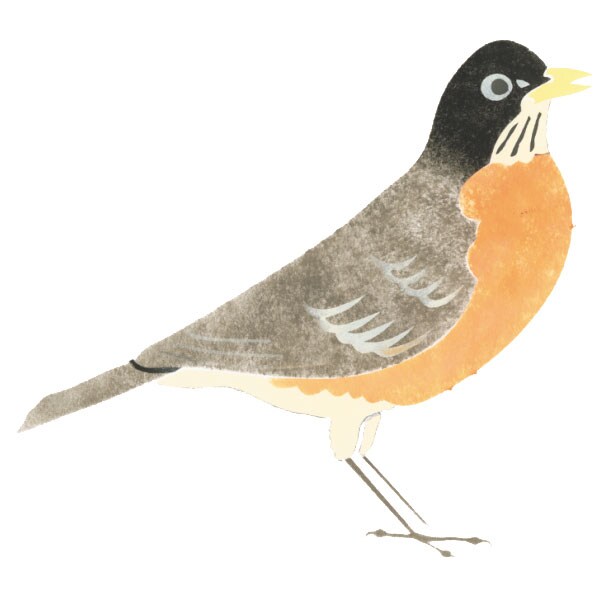Robin Wall Stencil | 1699 by Designer Stencils | Animal &#x26; Nature Stencils | Reusable Art Craft Stencils for Painting on Walls, Canvas, Wood | Reusable Plastic Paint Stencil for Home Makeover | Easy to Use &#x26; Clean Art Stencil