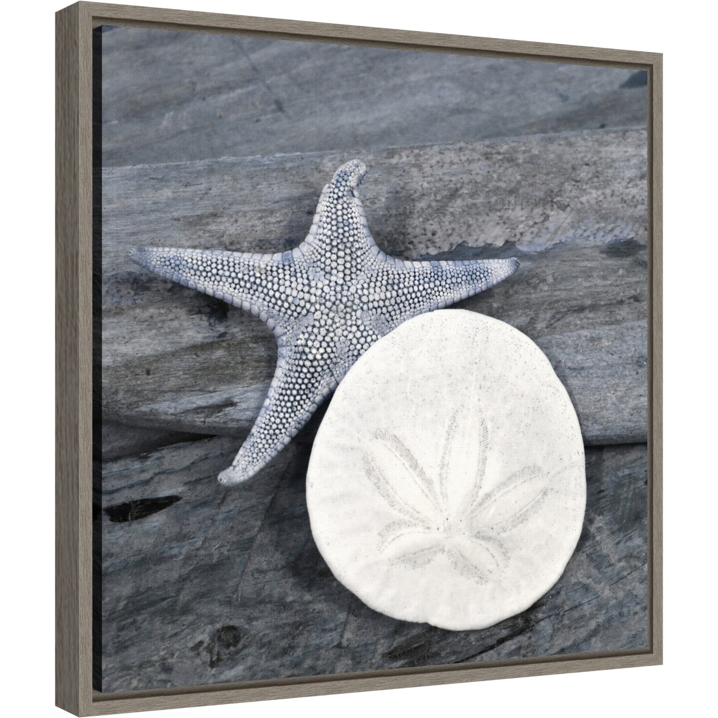 Nautical Shell still life by Savanah Plank Danita Delimont 16-in. W x 16-in. H. Canvas Wall Art Print Framed in Grey