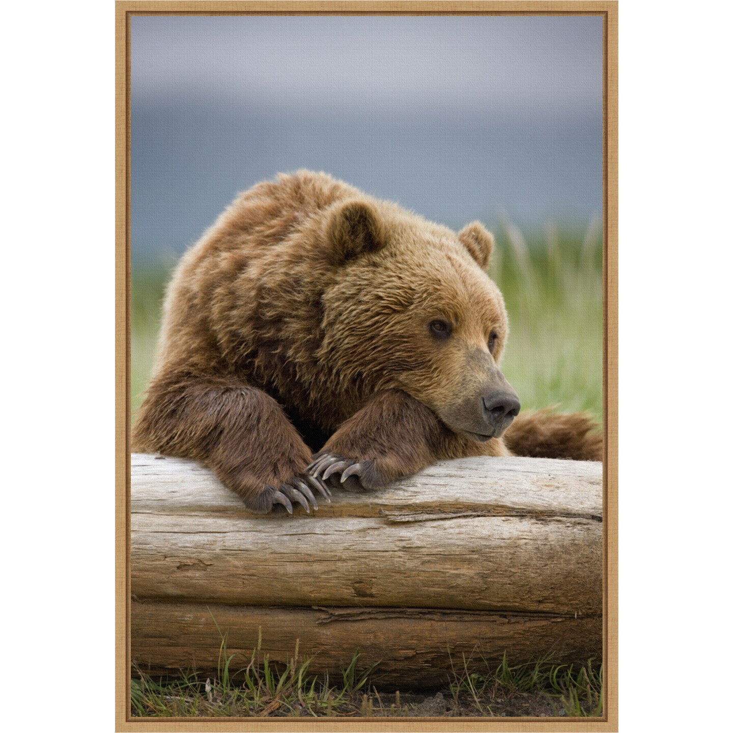 Brown Bear resting on a beached log by Paul Souders Danita Delimont 16-in. W x 23-in. H. Canvas Wall Art Print Framed in Natural