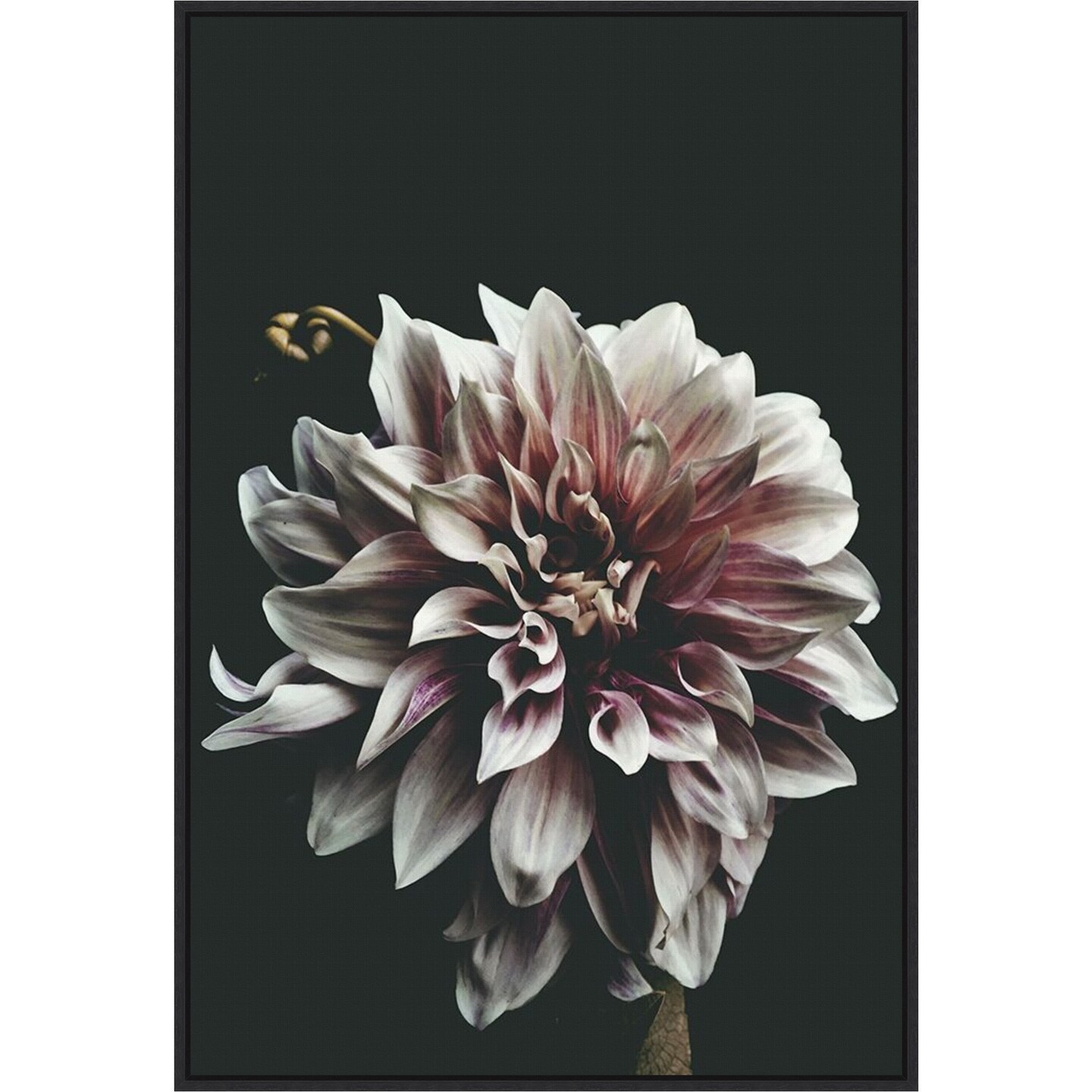 Dazed Dahlia by Beatrice Kiss 23-in. W x 33-in. H. Canvas Wall Art Print Framed in Black