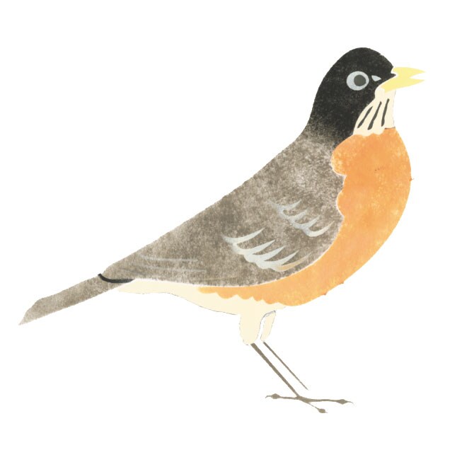 Robin Wall Stencil | 1699 by Designer Stencils | Animal &#x26; Nature Stencils | Reusable Art Craft Stencils for Painting on Walls, Canvas, Wood | Reusable Plastic Paint Stencil for Home Makeover | Easy to Use &#x26; Clean Art Stencil