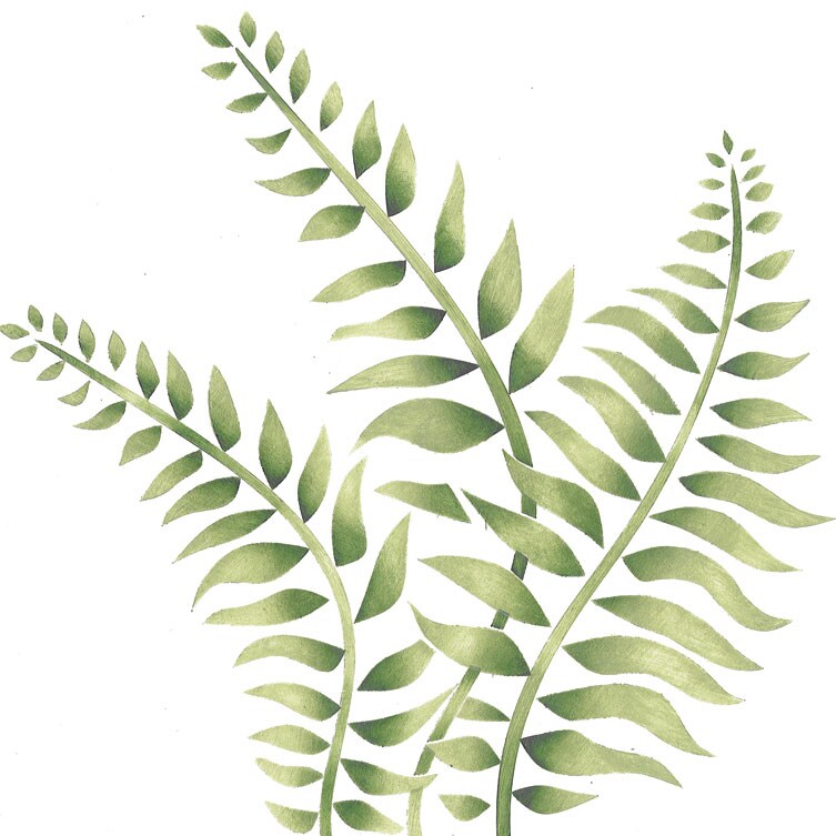 Triple Fern Wall Stencil | 2402 by Designer Stencils | Floral Stencils | Reusable Art Craft Stencils for Painting on Walls, Canvas, Wood | Reusable Plastic Paint Stencil for Home Makeover | Easy to Use &#x26; Clean Art Stencil