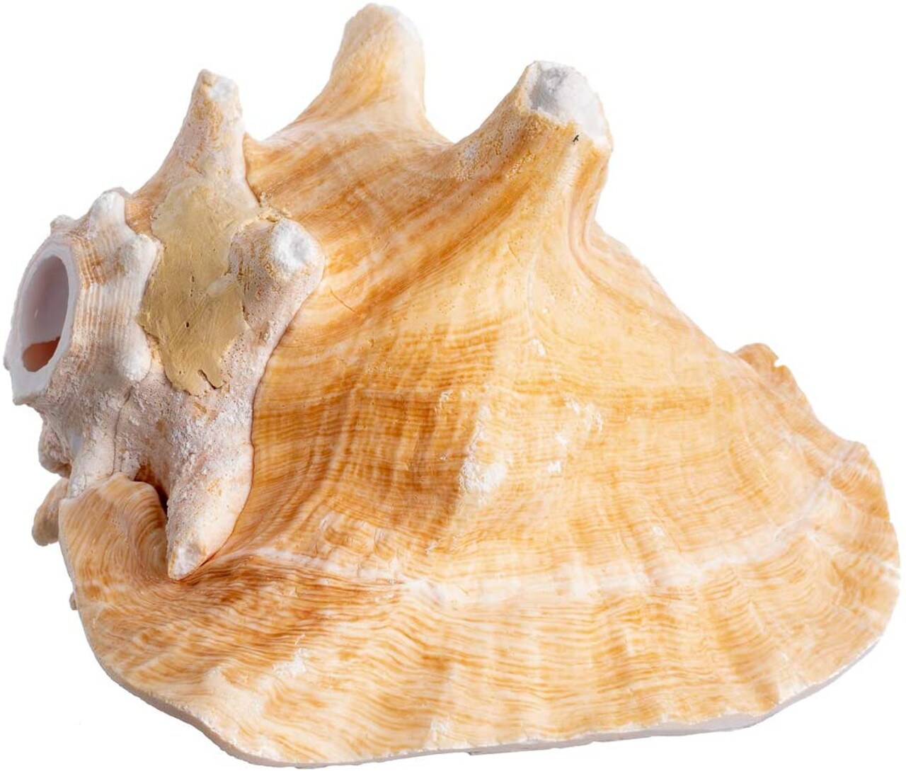 Conch Shell Horn 1 Conch Shell Horn Seashell 6-7" for Home and Decor