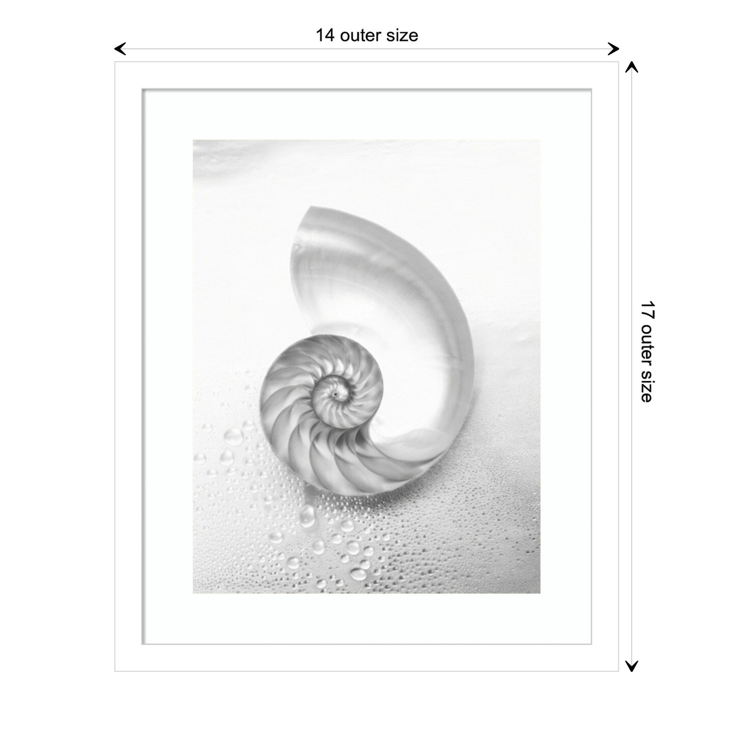 Pearl Nautilus Shell Cut In Half Showing Chambers by Design Pics Danita