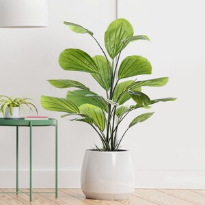 20 Nice Indoor Plants That are Perfect for Your Home