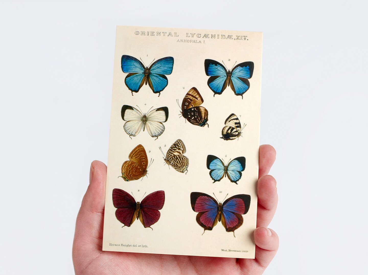 Vintage Collection Postcard Set: Pack of 30 Retro Style Botanical, Nature and Ephemera Postcards by Wintertime Crafts