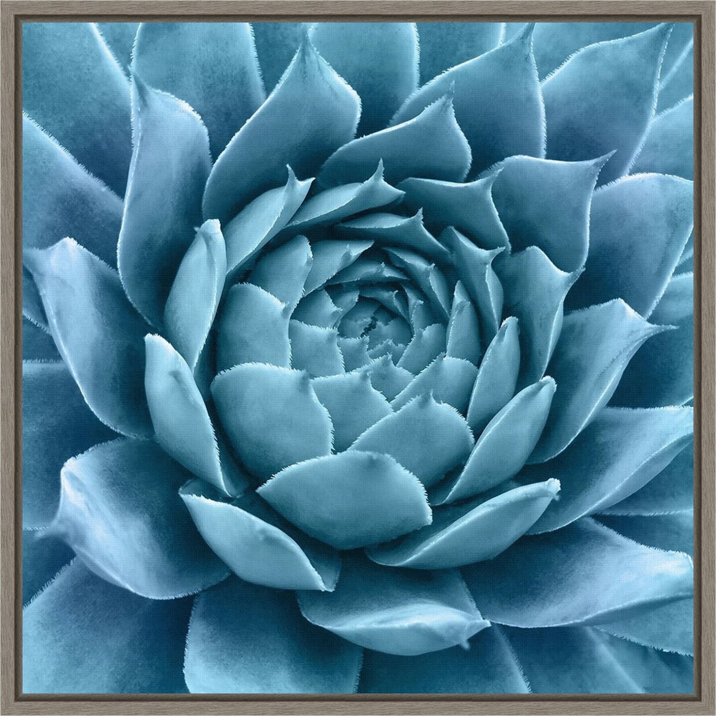 Silvery Blue Agave by Jan Bell 16-in. W x 16-in. H. Canvas Wall Art Print Framed in Grey