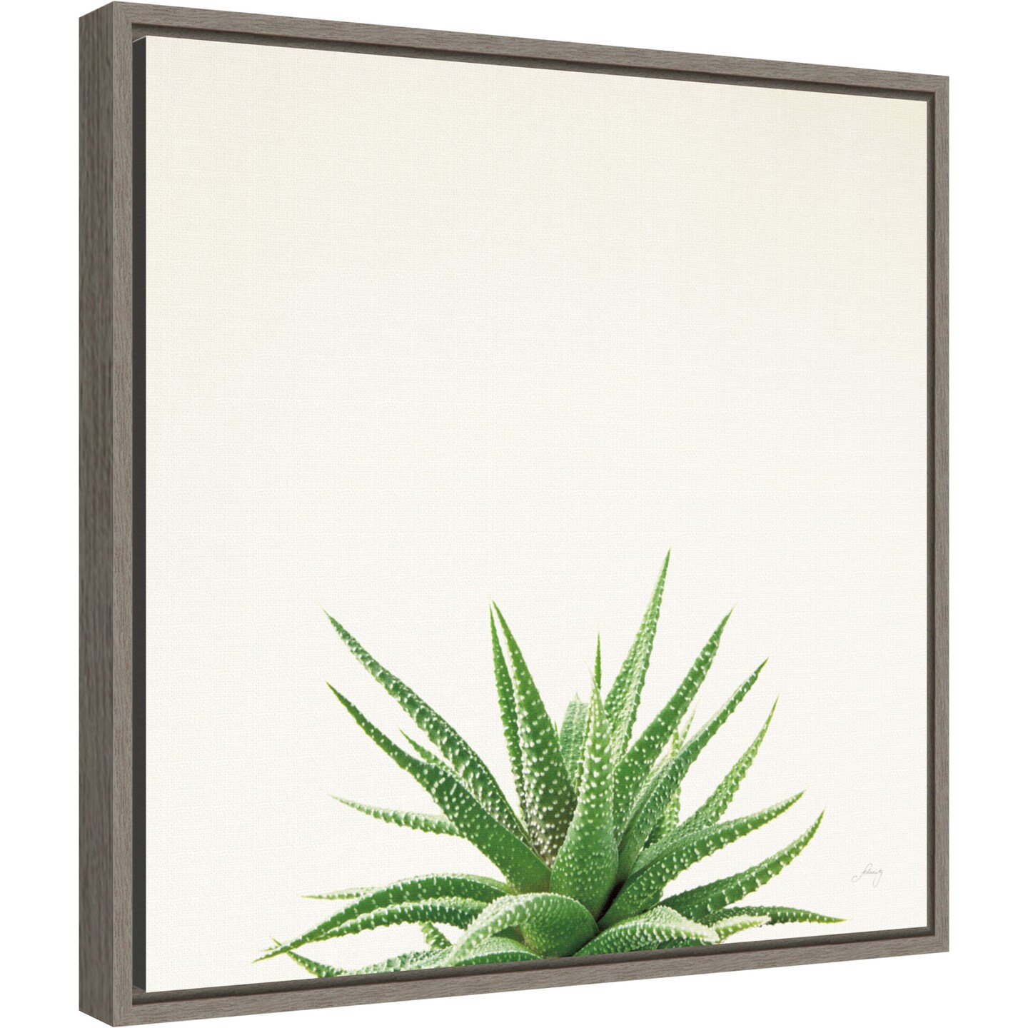 Succulent Simplicity I Neutral by Felicity Bradley 16-in. W x 16-in. H. Canvas Wall Art Print Framed in Grey
