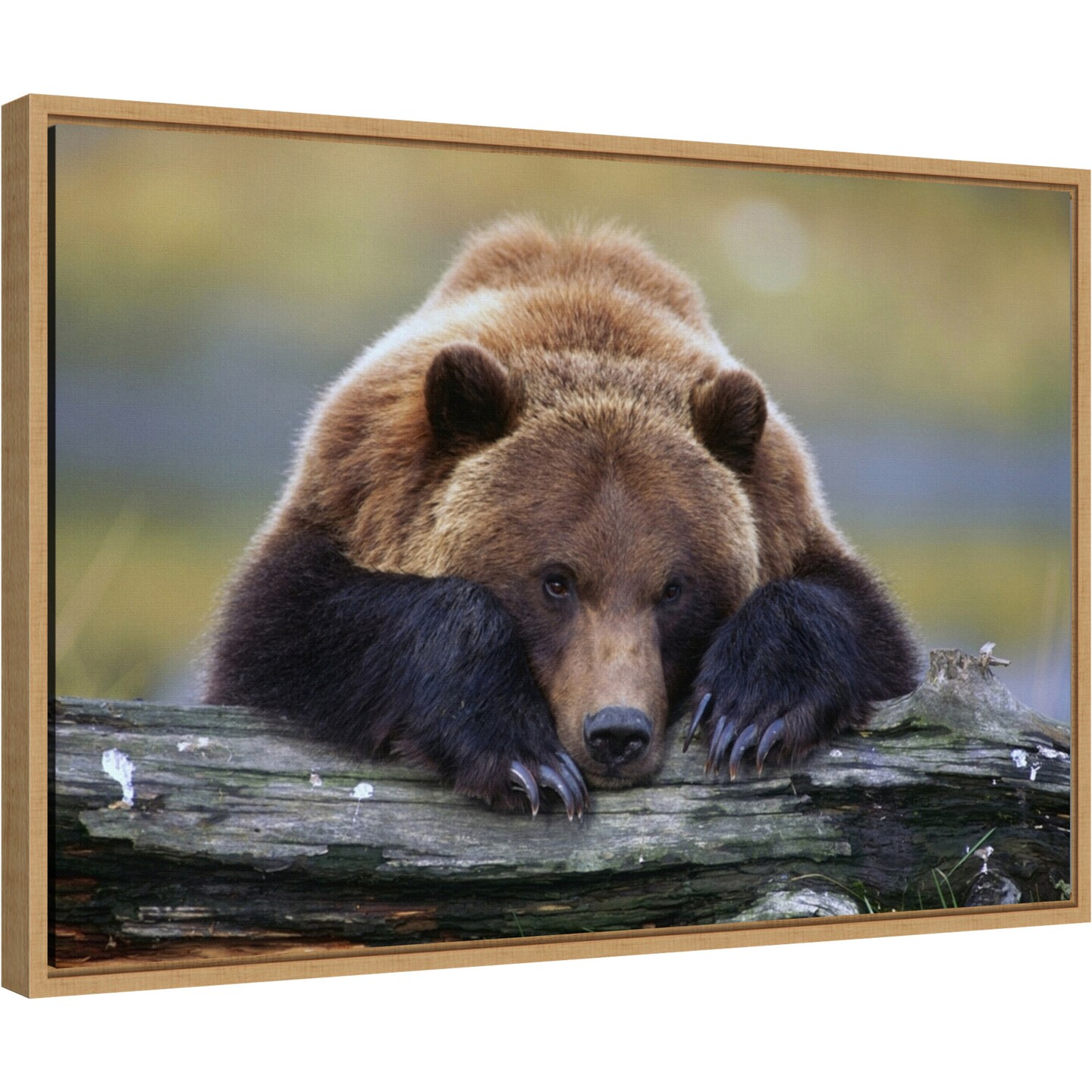 Brown Bear Resting by Design Pics Danita Delimont 23-in. W x 16-in. H. Canvas Wall Art Print Framed in Natural