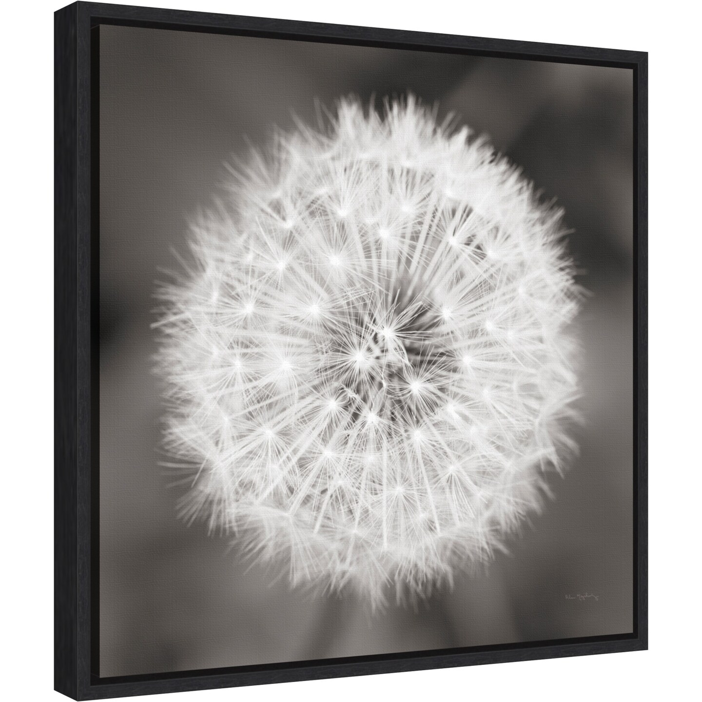 Dandelion Seedhead by Alan Majchrowicz Canvas Wall Art Print Framed