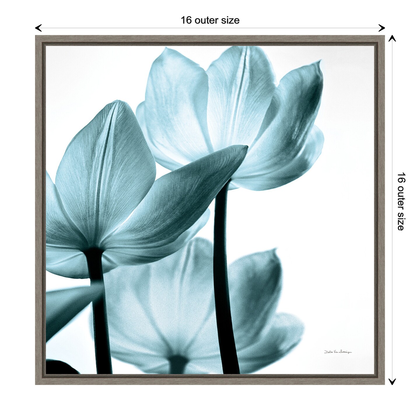 Translucent Tulips III Sq Aqua Crop by Debra Van Swearingen Canvas Art Framed