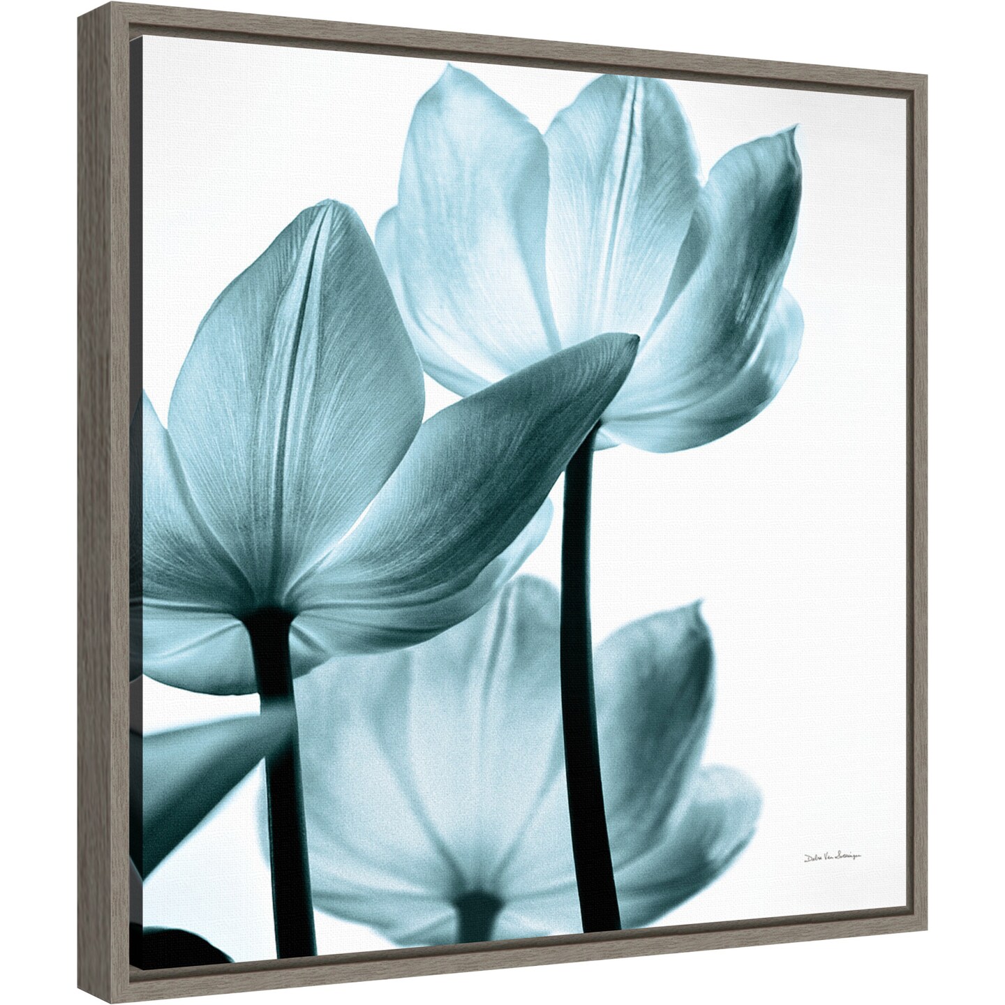 Translucent Tulips III Sq Aqua Crop by Debra Van Swearingen Canvas Art Framed