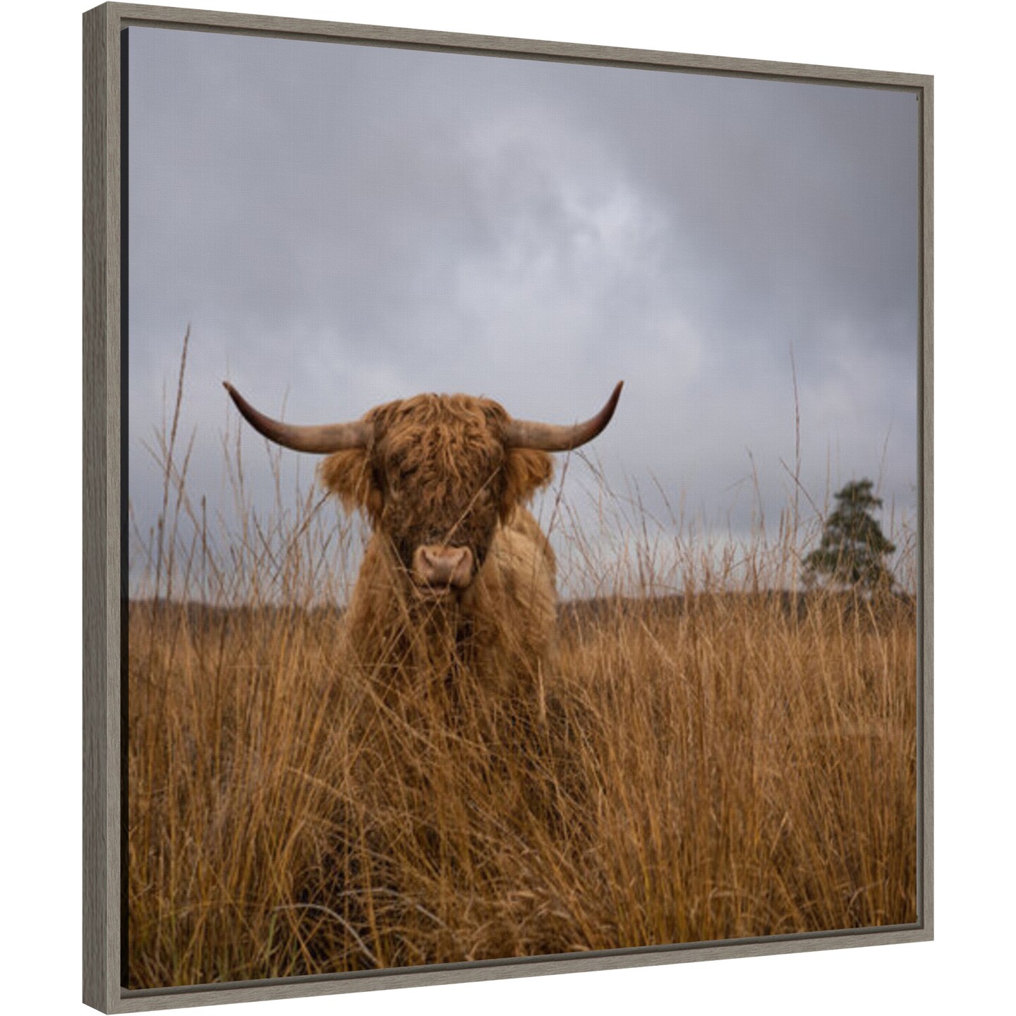 It wasn&#x27;t me (Highland Cow) by Gert van den 22-in. W x 22-in. H. Canvas Wall Art Print Framed in Grey