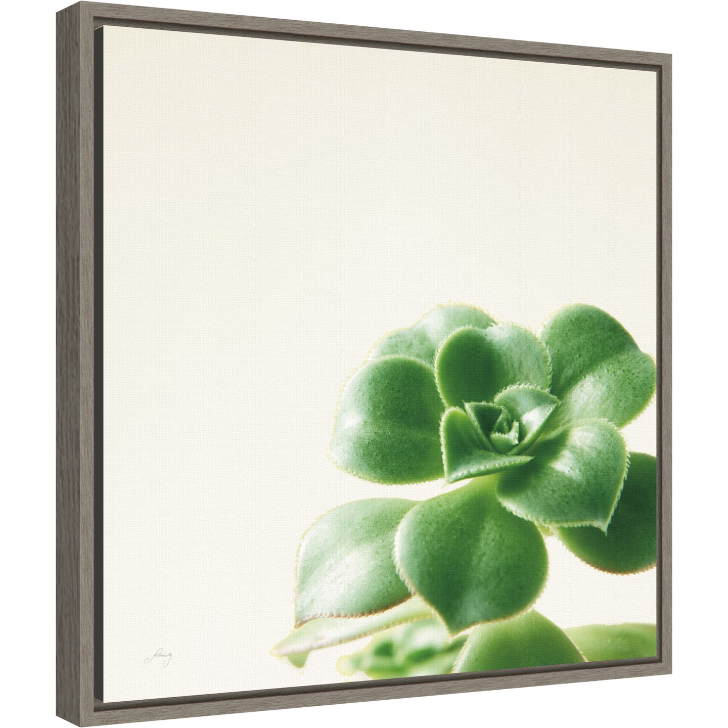 Succulent Simplicity VIII Neutral by Felicity Bradley 16-in. W x 16-in. H. Canvas Wall Art Print Framed in Grey
