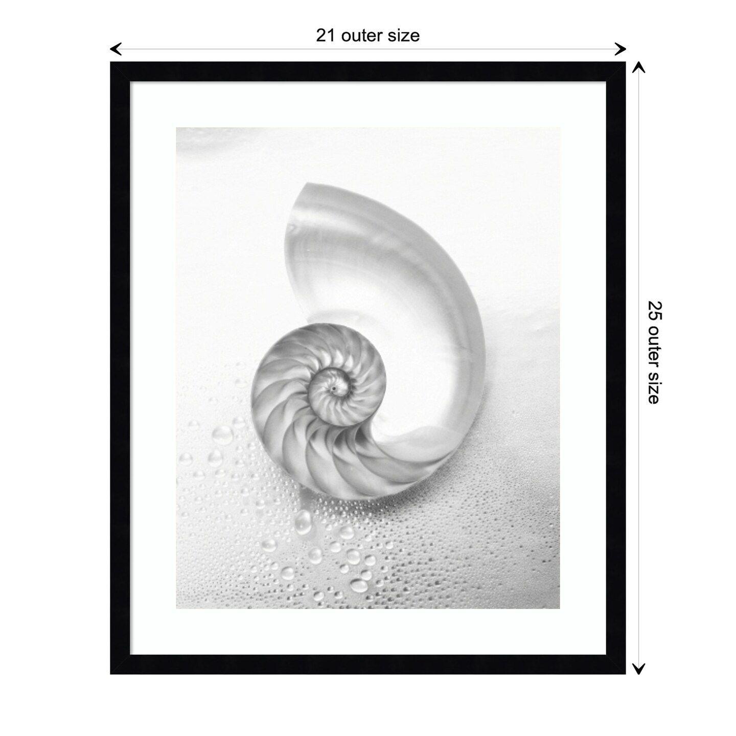 Pearl Nautilus Shell Cut In Half Showing Chambers by Design Pics Danita Delimont Wood Framed Wall Art Print