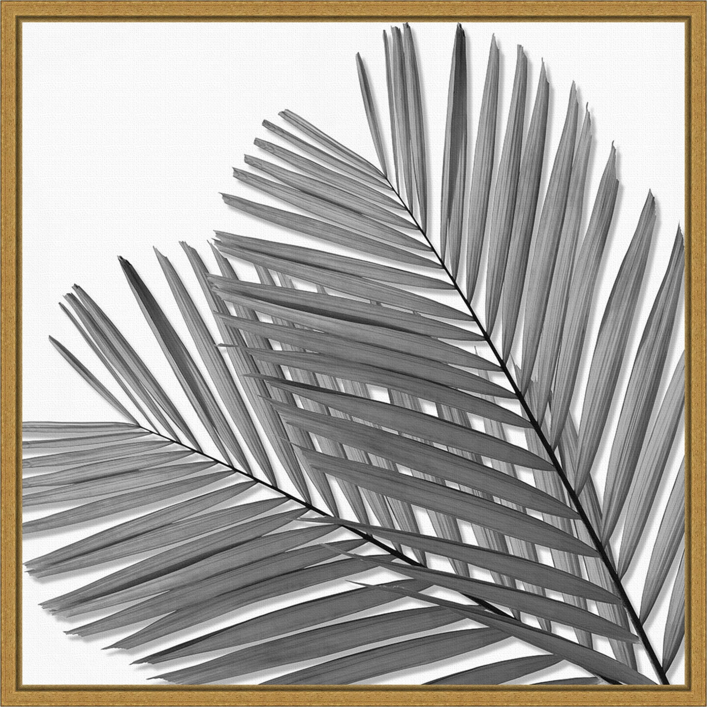Palm Black and White I by Mia Jensen 16-in. W x 16-in. H. Canvas Wall Art Print Framed in Gold