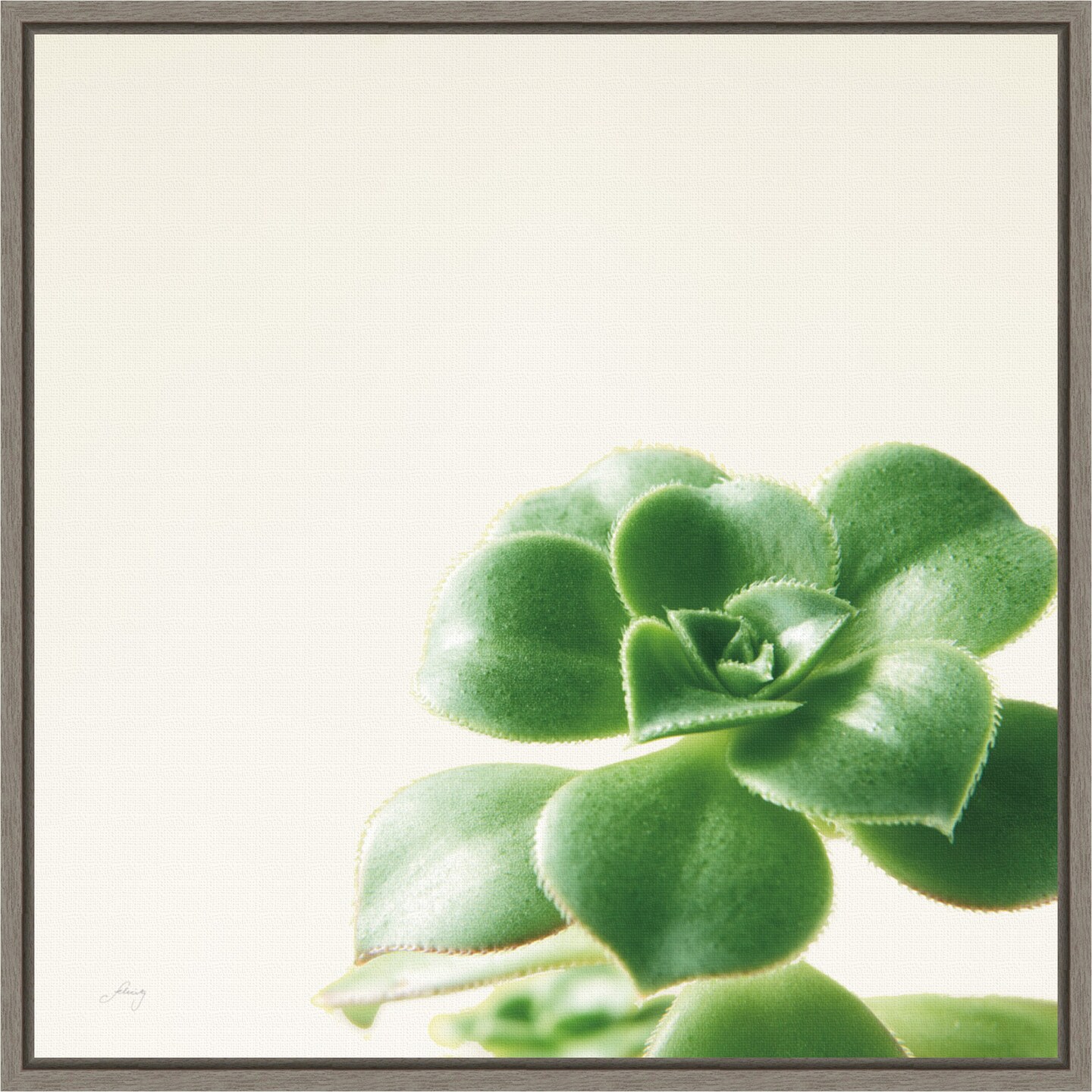 Succulent Simplicity VIII Neutral by Felicity Bradley 16-in. W x 16-in. H. Canvas Wall Art Print Framed in Grey