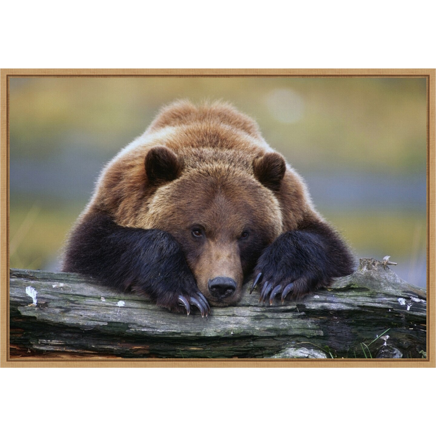 Brown Bear Resting by Design Pics Danita Delimont 23-in. W x 16-in. H. Canvas Wall Art Print Framed in Natural