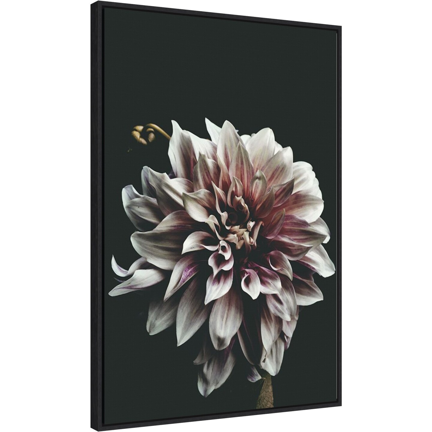 Dazed Dahlia by Beatrice Kiss 23-in. W x 33-in. H. Canvas Wall Art Print Framed in Black
