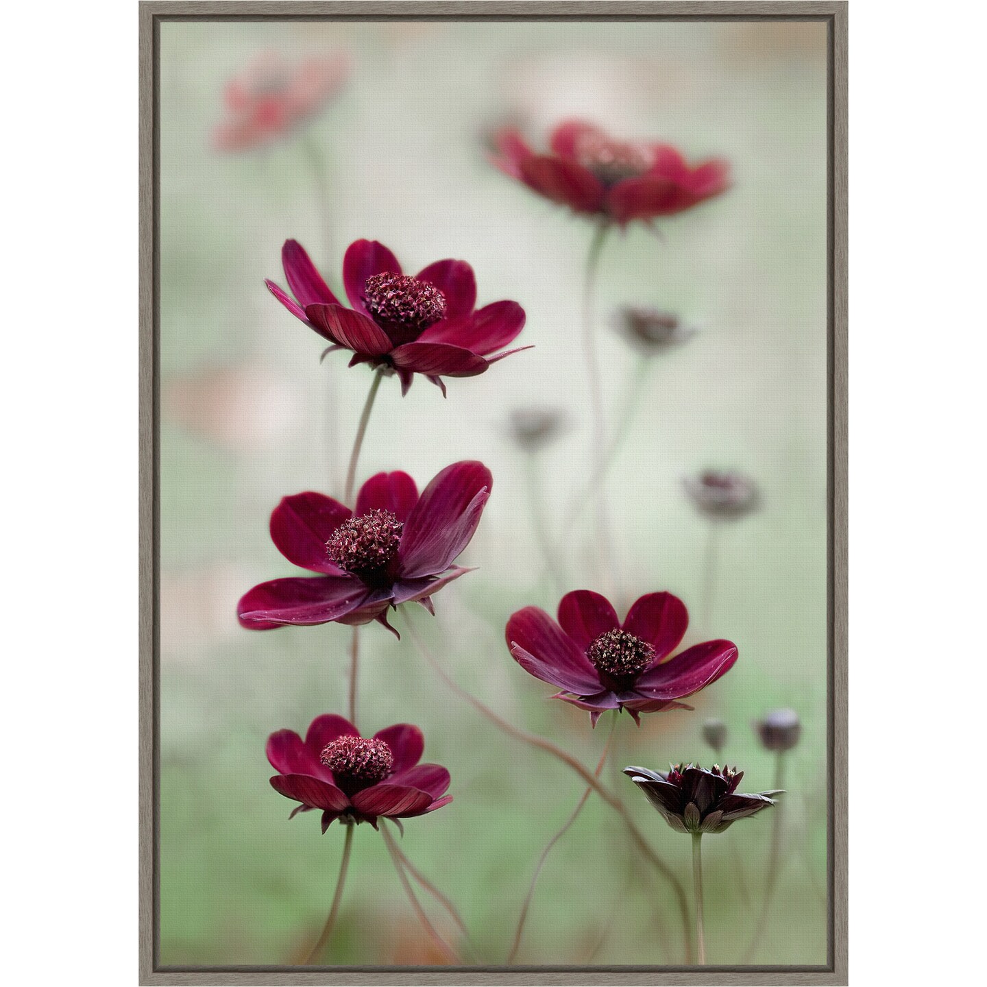 Cosmos sway by Mandy Disher 16-in. W x 23-in. H. Canvas Wall Art Print Framed in Grey