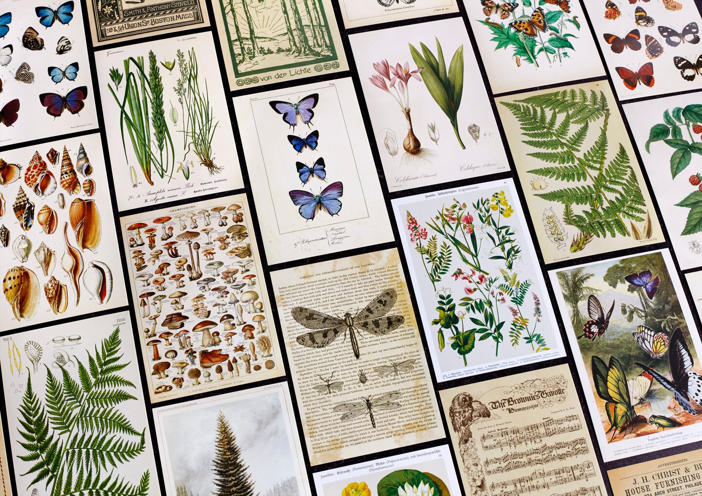 Vintage Collection Postcard Set: Pack of 30 Retro Style Botanical, Nature and Ephemera Postcards by Wintertime Crafts