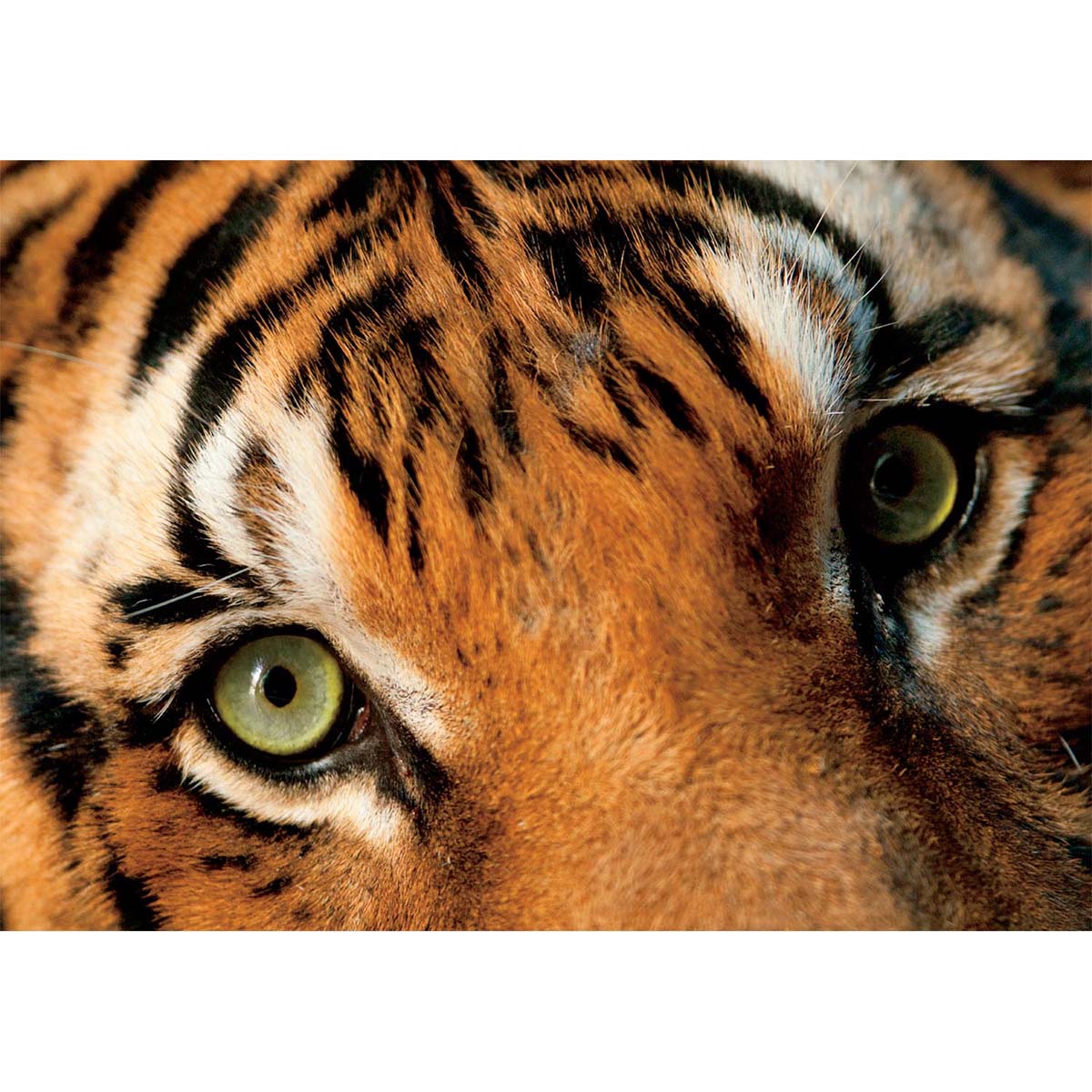 Buffalo Games Endangered Malayan Tiger Jigsaw Puzzle Jigsaw Michaels