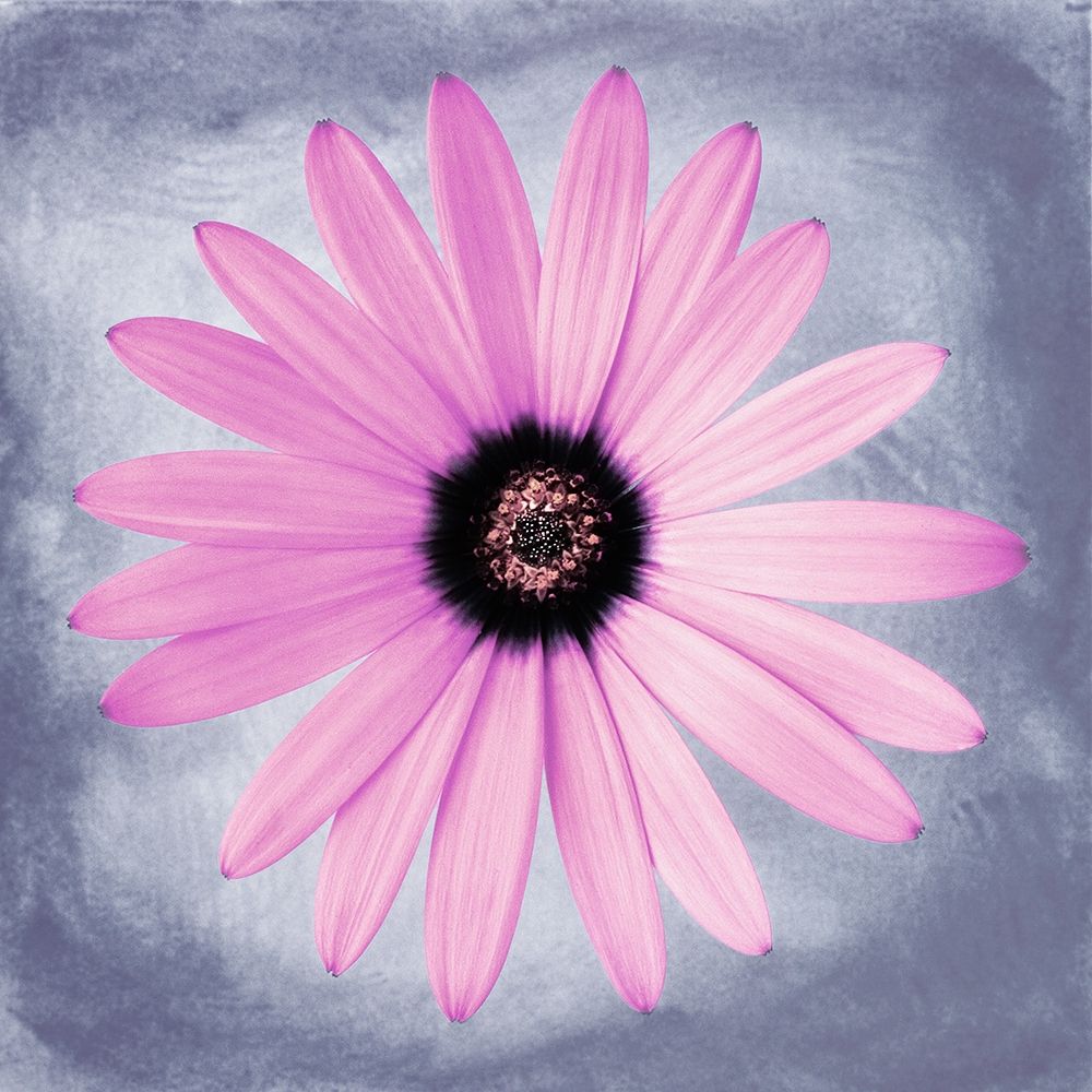 Daisy Pink on Grey Poster Print by Christine Zalewski # ZX025A