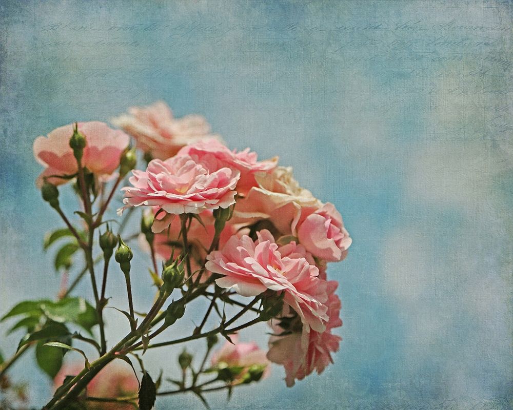 Antique Roses with French Script Poster Print by Brooke T. Ryan - Item # VARPDXR1230D