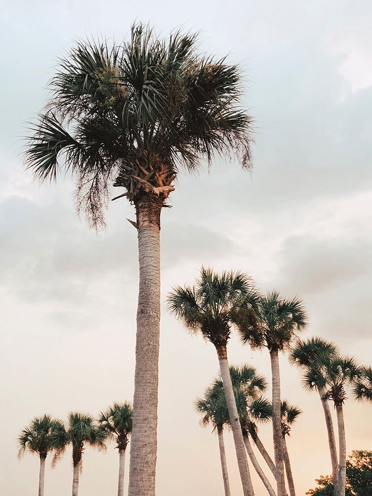 Tall Palms  Poster Print by Olivia Joy - Item # VARPDXOJ135A