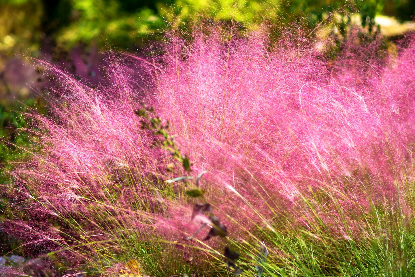 [EQUALBY] madeleine / pink muhly ☆ Amazon.com : Pink Muhly Grass - 10 Live Plants