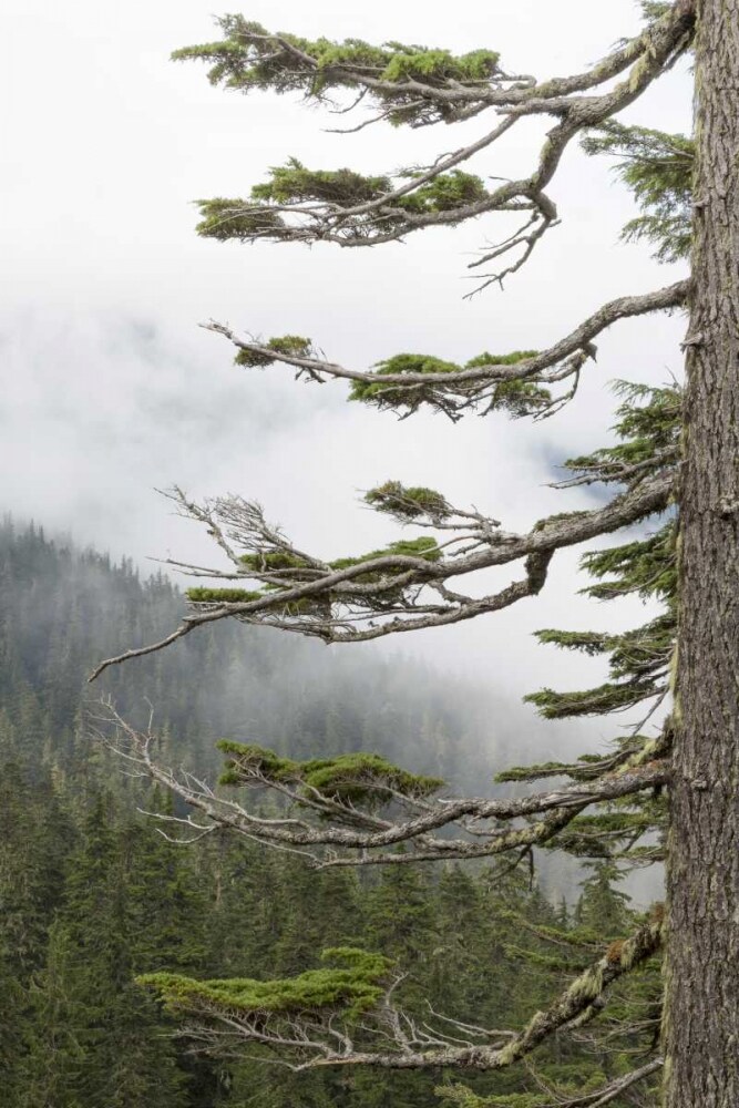 Washington, Mount Rainier NP Evergreens in fog by Don Paulson - Item # VARPDXUS48BJY0120