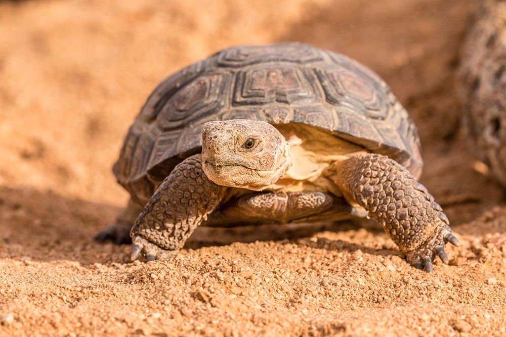 Arizona-Santa Cruz County Young desert tortoise captive by Jaynes Gallery - Item # VARPDXUS03BJY0982
