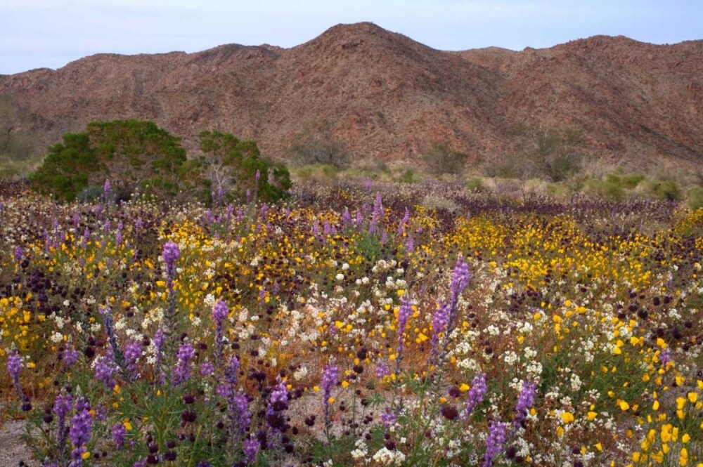 California, Joshua Tree NP Desert Wildflowers by Christopher Talbot Frank - Item # VARPDXUS05BJA0910